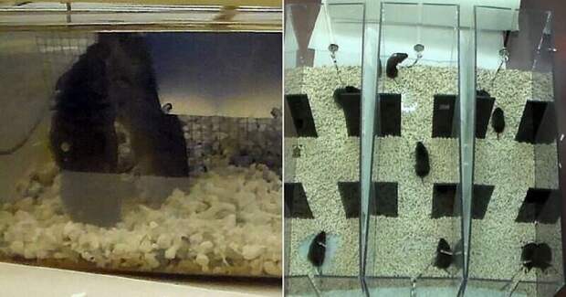 Экспериментаторы напоили грызунов, чтобы изучить влияние алкоголя на неверность