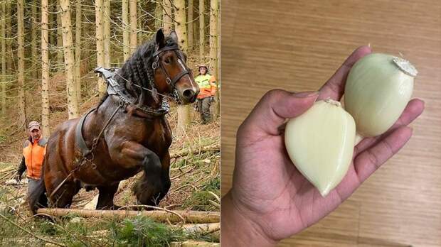 55 впечатляющих фотографий феноменально больших вещей