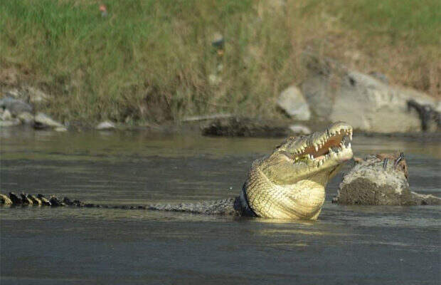 крокодил_3