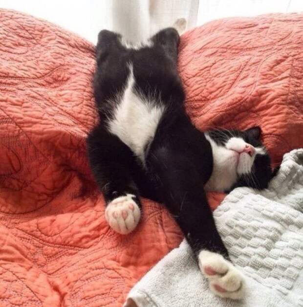 Прикольные котики коты, прикол, фото