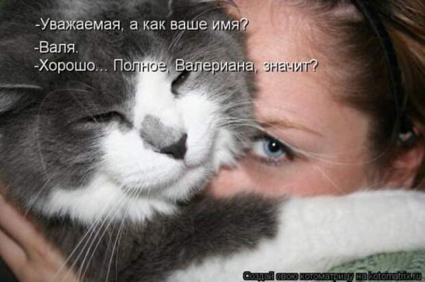 Котоматрицы(картинки с надписями)