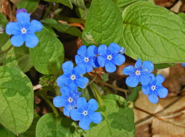 Пупочник весенний фото omphalodes verna