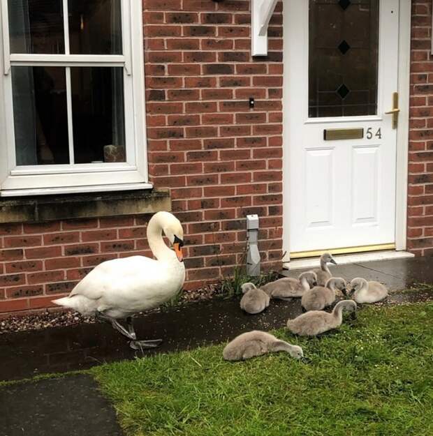 Лебеди пытаются спрятаться от дождя в домах людей