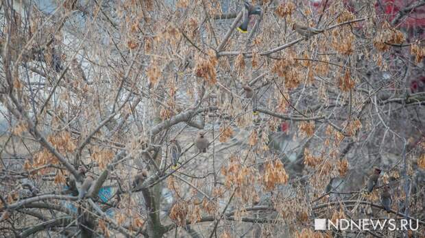 В Екатеринбурге заметили полчища свиристелей. Что говорят приметы