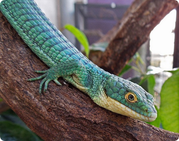 Древесная аброния (лат. Abronia graminea)