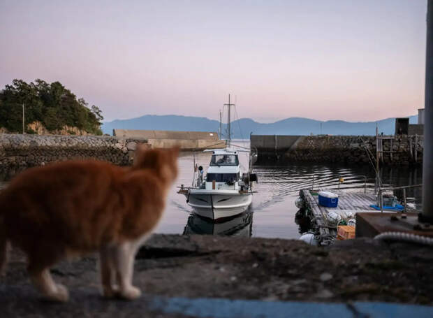 Аосима — японский «кошачий» остров, где усатых больше, чем людей