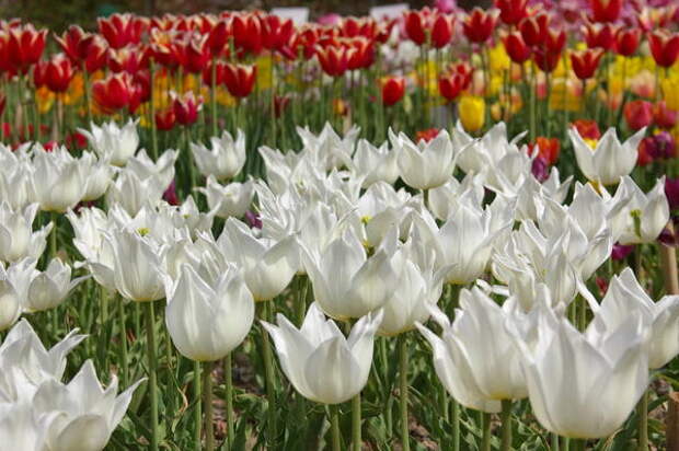Цветут самодостаточные тюльпаны, фото автора