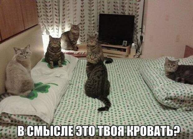 кот, прикол, юмор