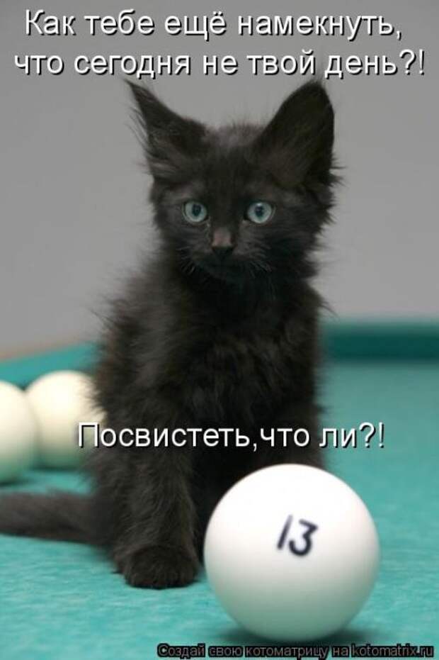 Лучшие котоматрицы недели (50 фото)