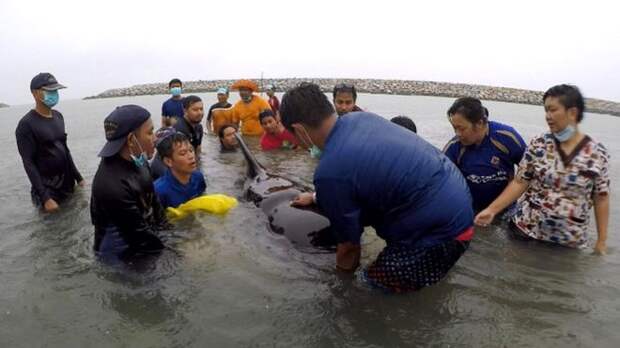 На побережье Таиланда умер черный дельфин. Его рвало полиэтиленовыми пакетами