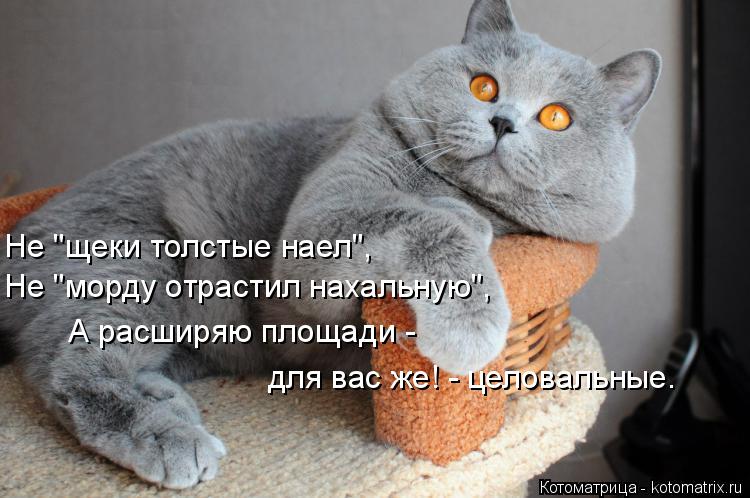 Котоматрица: Не "морду отрастил нахальную", Не "щеки толстые наел",  А расширяю площади -  для вас же! - целовальные.