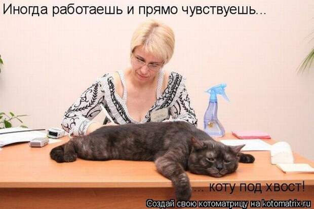 Лучшие котоматрицы недели (50 фото)