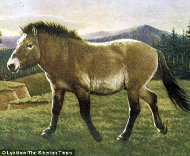 Вымершая ленская лошадь (на фото) похожа на лошадей, которые обитают в регионе в настоящее время. Однако, генетически с современными видами они не связаны. биология, древние животные, исследования, наука, находки, останки, раскопки, ученые