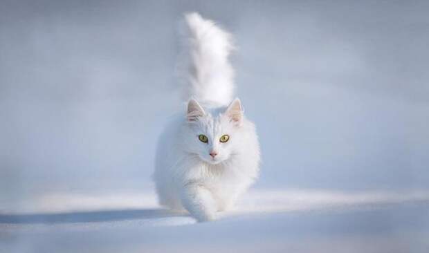 фото животных зимой - кот