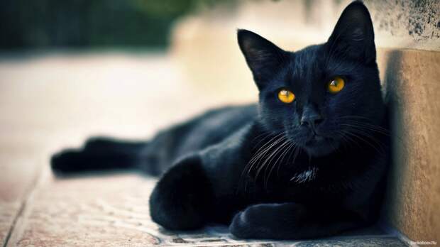 Картинки по запросу черный кот