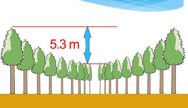 Загадочные круги деревьев в японском лесу — результат любопытного эксперимента 