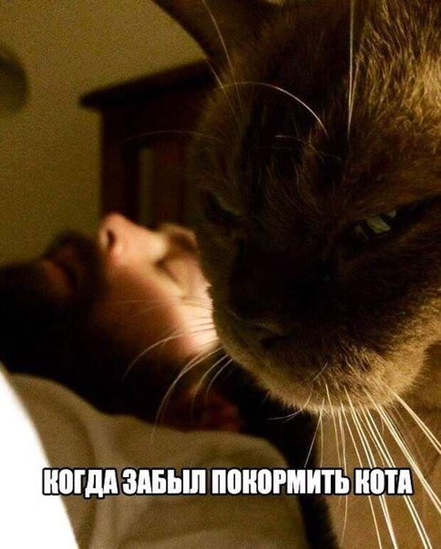 Фотомемы мемы, надписи, юмор
