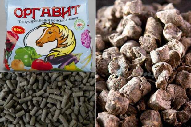 Чем нельзя удобрять огурцы