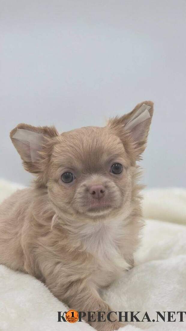 Щенок Чихуахуа РКФ (длинношерстный) в Донецке - 40 000 руб
