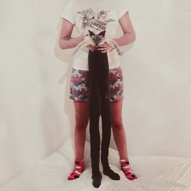 koshkavkolgotkax 9 Мем: Кошка в колготках