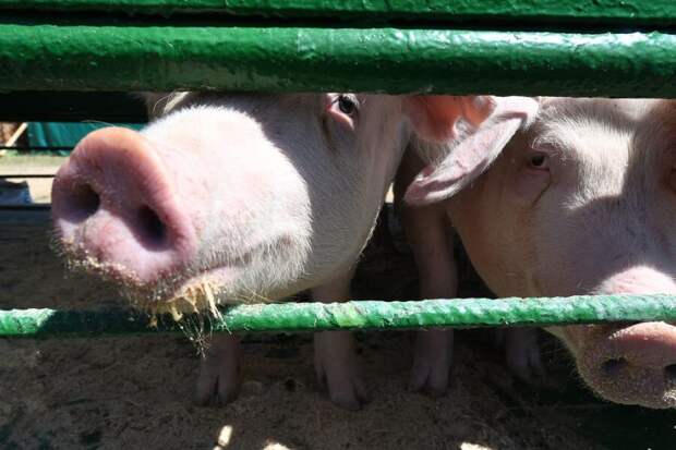 Как одну российскую область захватили свиньи. «Мясо пойдет в Китай, а дерьмо останется нам»