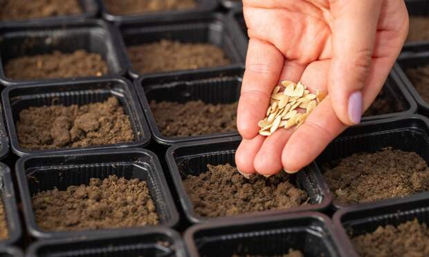 5 типичных ошибок перед дачным сезоном, которые загубят огород и сад