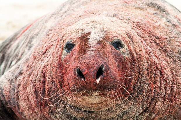 Окровавленный самец после сражения Сейбл, животные, заповедник, канада, остров, тевяк, тюлень, фотограф