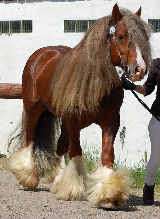 Цыганская упряжная лошадь — Тинкер Ирландский коб, Тинкер, Цыганский коб, животные, лошади