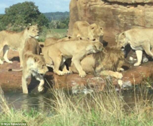 Девять львиц чуть не загрызли льва на глазах у потрясенных посетителей сафари-парка видео, дикая природа, жестокость, животные, львицы, львы, нападение, шокирующее видео
