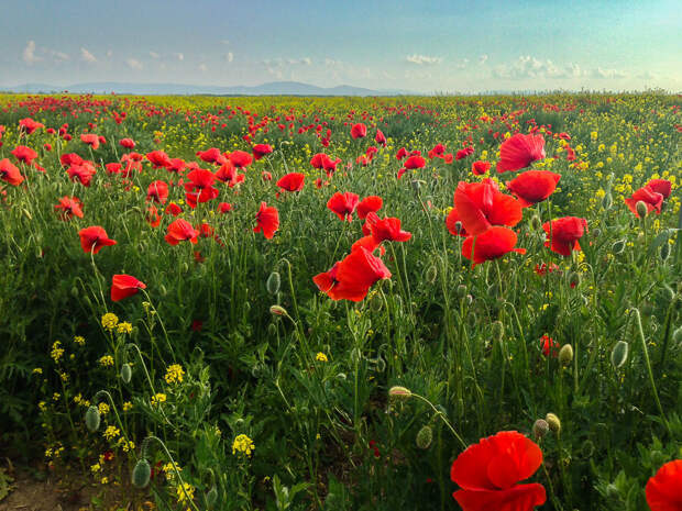 На фото: цветение маков в степи на северо-востоке Крыма.
