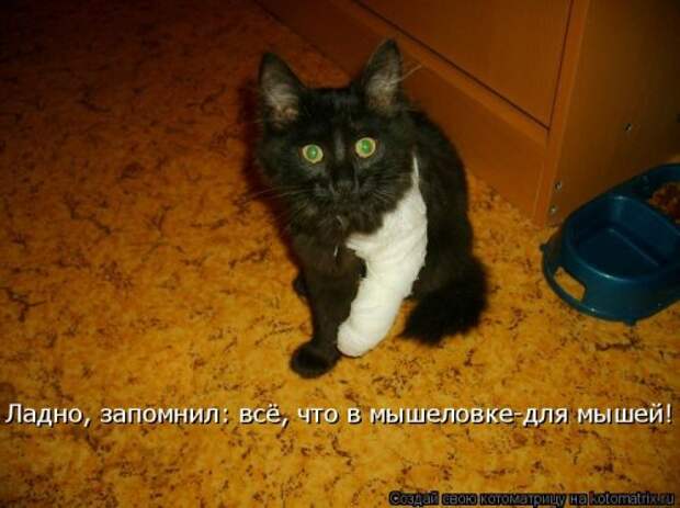 Новая котоматрица (38 фото)