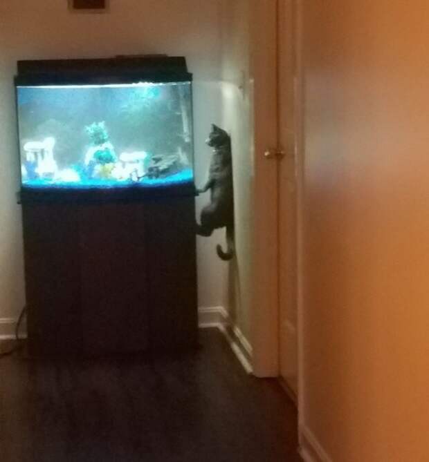 Прикольные котики коты, прикол, фото