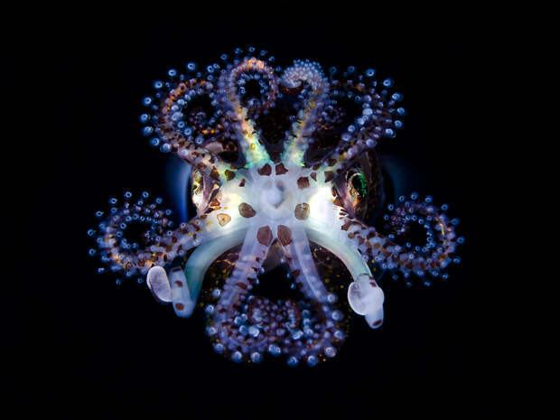 Подводные обитатели Тода Бретла (Todd Bretl) кораллы, рыбки и морские млекопитающие.