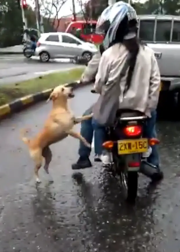 Touching story: The poor dog tries to cling to the owner when they are abandoned in the cold heavy rain