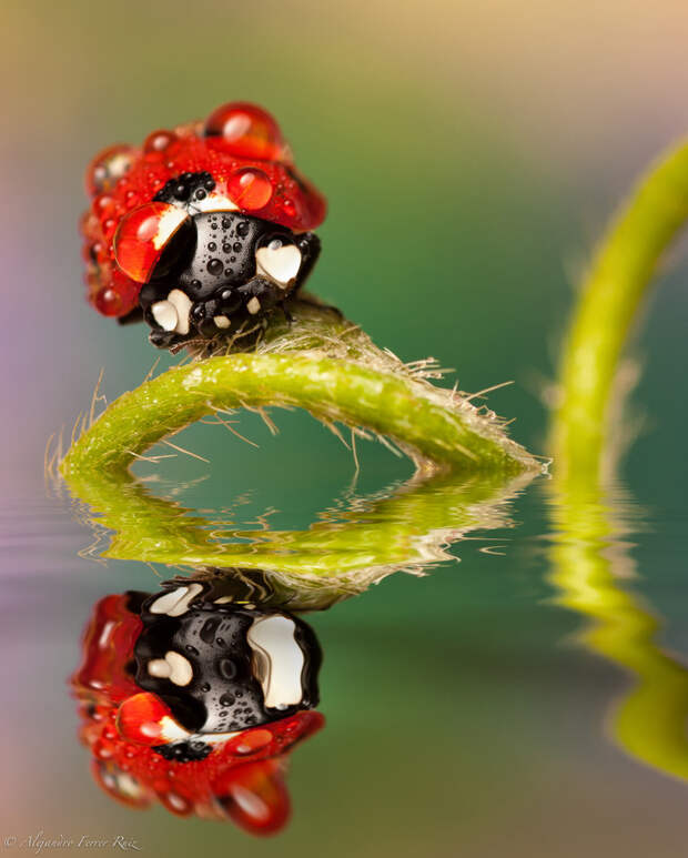 Ladybugs 6 Божьи коровки в каплях дождя
