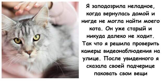 Я выгнала беременную падчерицу из дома из-за своего кота. Я неправа?