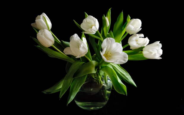 букет, черный фон, белые, тюльпаны