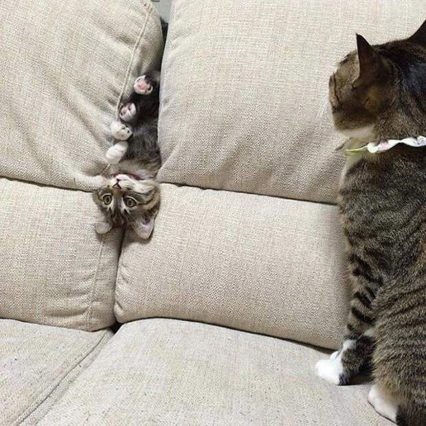 Без кота и жизнь не та
