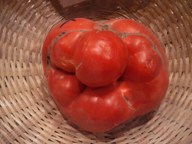 Почему помидоры выросли корявые и уродливые