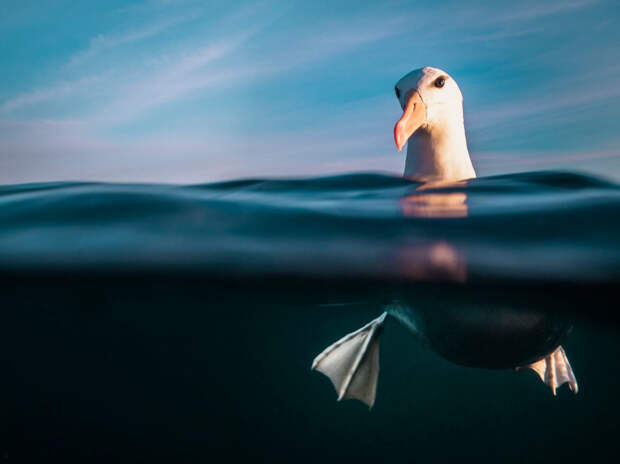 Чернобровый альбатро
