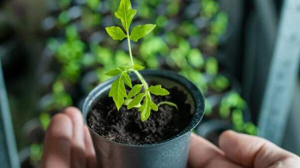 Секретное средство: как оживить чахнущую рассаду