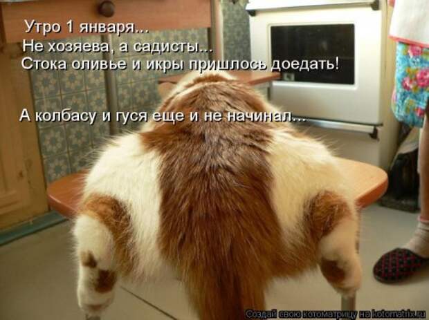Новая котоматрица для всех! (36 фото)