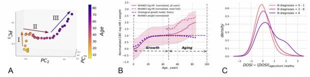 А - метод анализа основных компонентов применительно к анализу крови и траектории старения, построенной на основе полученной модели. B - изменение индекса DOSI на более "хрупкий" Американцы (красная пунктирная линия) и американцы в целом (красная сплошная линия) в сравнении с весом (синие точки) и прогнозами, вытекающими из теории роста и развития (синий курсив). C - распределение DOSI в популяции; чем старше когорта, тем больше в ней людей с сильными отклонениями от среднего. Предоставлено: Пырков и др. / Nature Communications, 2021 г.