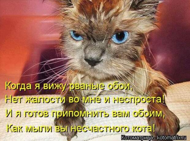Котоматрицы(картинки с надписями)