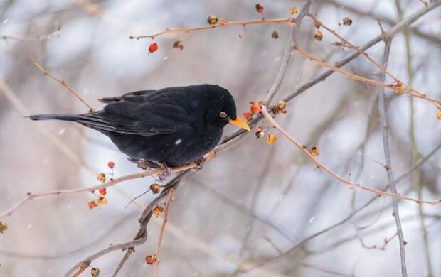 До +4 градусов и дожди. Какая погода ждёт Петербург 1 марта
