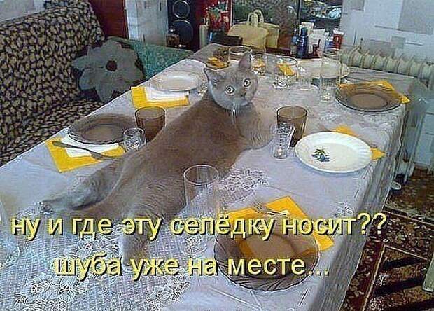 Прикольные картинки