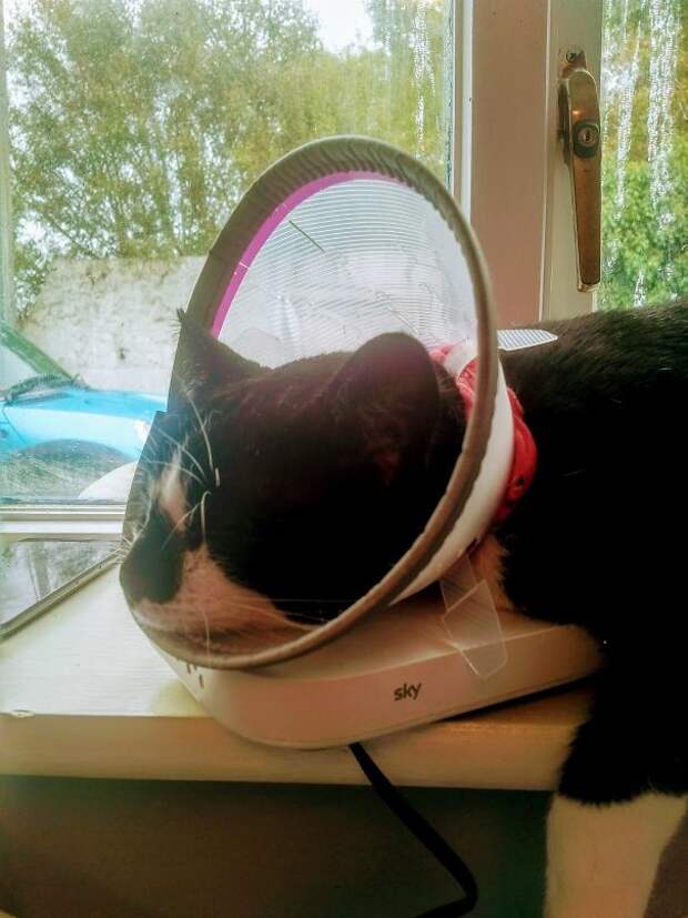 План мести: коту надоел защитный воротник, он решил выдернуть WiFi-кабель и уснуть на роутере животные, забавно, наглосты, пакости, питомцы, фото, шалости, юмор
