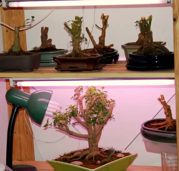 Как долго растет бонсай. Мойоги бонсай. Бонсай кармона. Подрезка бонсай. Вырастить бонсай.