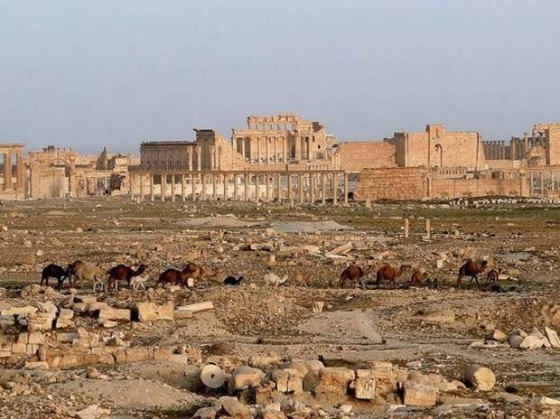 Десятки охотников за трюфелями погибли в Сирии от рук террористов