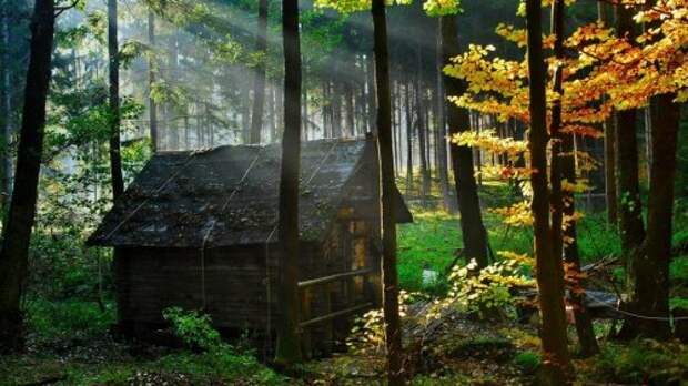 Уединённые лесные дома (20 фото)